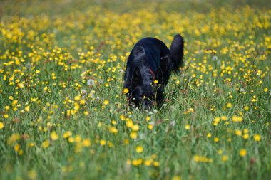 Skaraborg İsveç 'te güneşli bir sonbahar gününde çayırdaki güzel bir Alman çoban köpeğinin portresi.