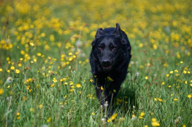 Skaraborg İsveç 'te güneşli bir sonbahar gününde çayırdaki güzel bir Alman çoban köpeğinin portresi.