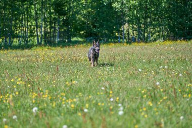 Skaraborg İsveç 'te güneşli bir sonbahar gününde çayırdaki güzel bir Alman çoban köpeğinin portresi.