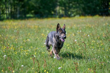 Skaraborg İsveç 'te güneşli bir sonbahar gününde çayırdaki güzel bir Alman çoban köpeğinin portresi.