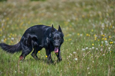 Skaraborg İsveç 'te güneşli bir sonbahar gününde çayırdaki güzel bir Alman çoban köpeğinin portresi.