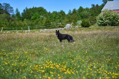 Skaraborg İsveç 'te güneşli bir sonbahar gününde çayırdaki güzel bir Alman çoban köpeğinin portresi.