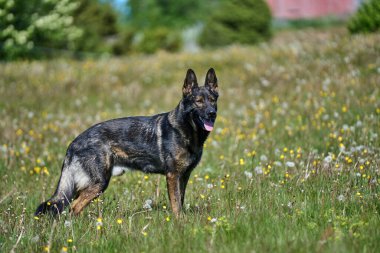 Skaraborg İsveç 'te güneşli bir sonbahar gününde çayırdaki güzel bir Alman çoban köpeğinin portresi.