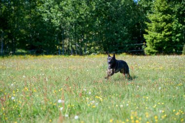 Skaraborg İsveç 'te güneşli bir sonbahar gününde çayırdaki güzel bir Alman çoban köpeğinin portresi.