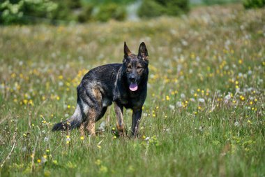 Skaraborg İsveç 'te güneşli bir sonbahar gününde çayırdaki güzel bir Alman çoban köpeğinin portresi.