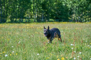 Skaraborg İsveç 'te güneşli bir sonbahar gününde çayırdaki güzel bir Alman çoban köpeğinin portresi.