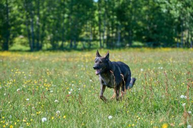 Skaraborg İsveç 'te güneşli bir sonbahar gününde çayırdaki güzel bir Alman çoban köpeğinin portresi.