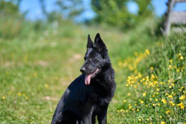 Skaraborg İsveç 'te güneşli bir sonbahar gününde çayırdaki güzel bir Alman çoban köpeğinin portresi.