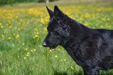 Skaraborg İsveç 'te güneşli bir sonbahar gününde çayırdaki güzel bir Alman çoban köpeğinin portresi.