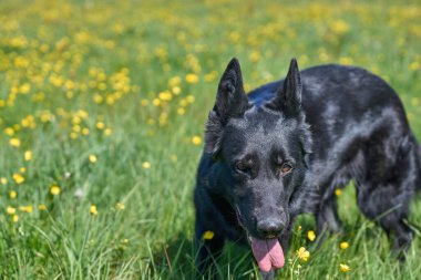 Skaraborg İsveç 'te güneşli bir sonbahar gününde çayırdaki güzel bir Alman çoban köpeğinin portresi.