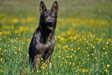 Skaraborg İsveç 'te güneşli bir sonbahar gününde çayırdaki güzel bir Alman çoban köpeğinin portresi.