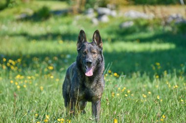 Skaraborg İsveç 'te güneşli bir sonbahar gününde çayırdaki güzel bir Alman çoban köpeğinin portresi.