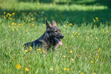 Skaraborg İsveç 'te güneşli bir sonbahar gününde çayırdaki güzel bir Alman çoban köpeğinin portresi.