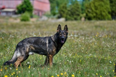 Skaraborg İsveç 'te güneşli bir sonbahar gününde çayırdaki güzel bir Alman çoban köpeğinin portresi.