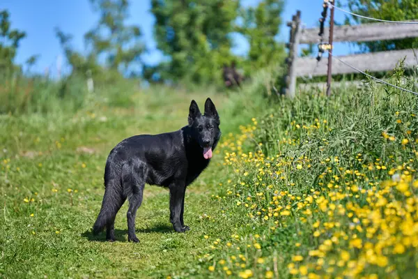 Skaraborg İsveç 'te güneşli bir sonbahar gününde çayırdaki güzel bir Alman çoban köpeğinin portresi.