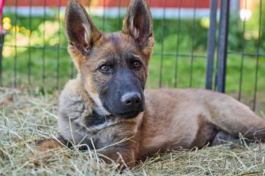 Skaraborg İsveç 'te bir yaz günü bahçedeki güzel gri Alman çoban köpeği yavrusu.