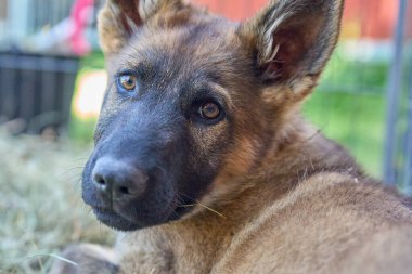 Skaraborg İsveç 'te bir yaz günü bahçedeki güzel gri Alman çoban köpeği yavrusu.