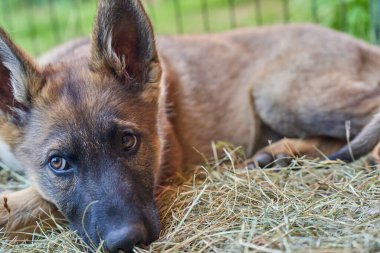 Skaraborg İsveç 'te bir yaz günü bahçedeki güzel gri Alman çoban köpeği yavrusu.