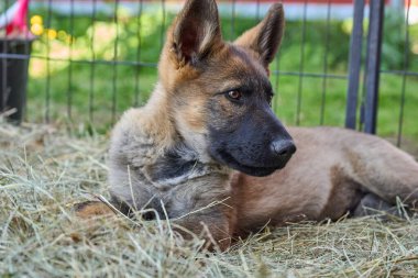 Skaraborg İsveç 'te bir yaz günü bahçedeki güzel gri Alman çoban köpeği yavrusu.