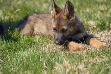 Skaraborg İsveç 'te güneşli bir yaz gününde çayırda oynayan güzel Alman çoban köpeği yavrusu.