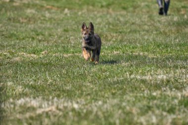 Skaraborg İsveç 'te güneşli bir yaz gününde çayırda oynayan güzel Alman çoban köpeği yavrusu.