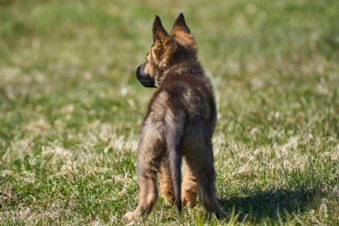 Skaraborg İsveç 'te güneşli bir yaz gününde çayırda oynayan güzel Alman çoban köpeği yavrusu.