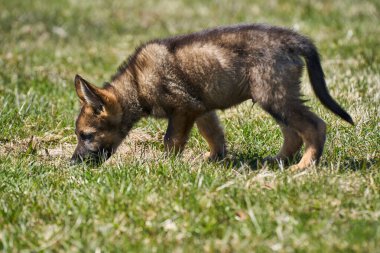 Skaraborg İsveç 'te güneşli bir yaz gününde çayırda oynayan güzel Alman çoban köpeği yavrusu.