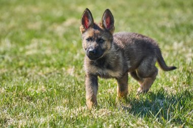 Skaraborg İsveç 'te güneşli bir yaz gününde çayırda oynayan güzel Alman çoban köpeği yavrusu.