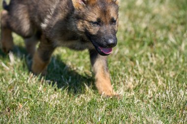 Skaraborg İsveç 'te güneşli bir yaz gününde çayırda oynayan güzel Alman çoban köpeği yavrusu.