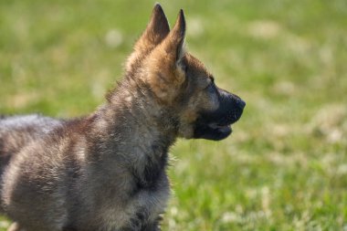 Skaraborg İsveç 'te güneşli bir yaz gününde çayırda oynayan güzel Alman çoban köpeği yavrusu.
