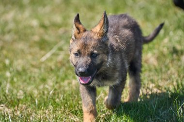 Skaraborg İsveç 'te güneşli bir yaz gününde çayırda oynayan güzel Alman çoban köpeği yavrusu.