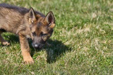 Skaraborg İsveç 'te güneşli bir yaz gününde çayırda oynayan güzel Alman çoban köpeği yavrusu.