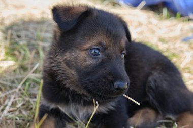 Skaraborg İsveç 'te bir yaz günü bahçedeki güzel gri Alman çoban köpeği yavrusu.