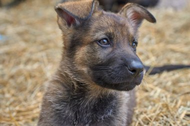 Skaraborg İsveç 'te bir yaz günü bahçedeki güzel gri Alman çoban köpeği yavrusu.