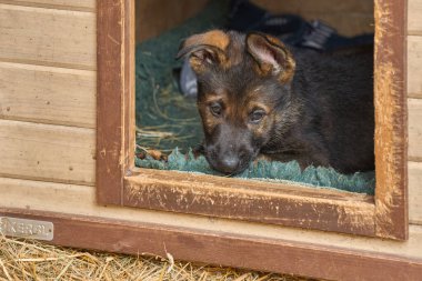 Skaraborg İsveç 'te bir yaz günü bahçedeki güzel gri Alman çoban köpeği yavrusu.