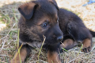 Skaraborg İsveç 'te bir yaz günü bahçedeki güzel gri Alman çoban köpeği yavrusu.