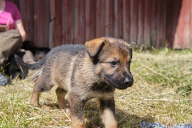 Skaraborg İsveç 'te bir yaz günü bahçedeki güzel gri Alman çoban köpeği yavrusu.