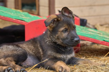 Skaraborg İsveç 'te bir yaz günü bahçedeki güzel gri Alman çoban köpeği yavrusu.