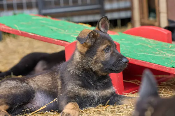 Skaraborg İsveç 'te bir yaz günü bahçedeki güzel gri Alman çoban köpeği yavrusu.