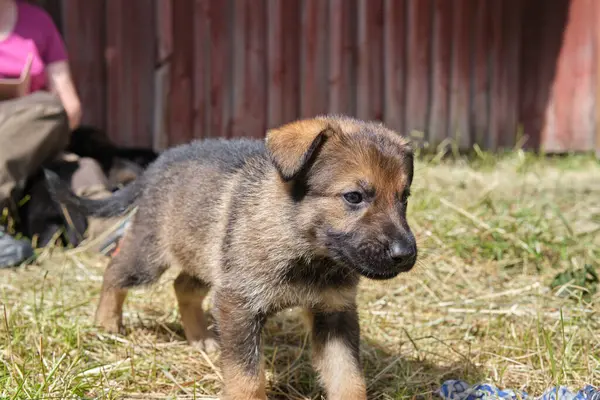 Skaraborg İsveç 'te bir yaz günü bahçedeki güzel gri Alman çoban köpeği yavrusu.