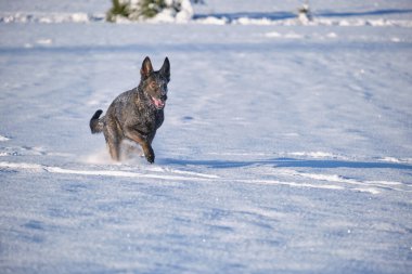 Skaraborg İsveç 'te güneşli bir günde karlı bir çayırda oynayan güzel, siyah, gri Alman dişi çoban köpeği.