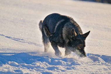 Skaraborg İsveç 'te güneşli bir günde karlı bir çayırda oynayan güzel, siyah, gri Alman dişi çoban köpeği.