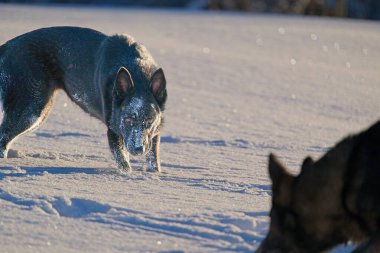 Skaraborg İsveç 'te güneşli bir günde karlı bir çayırda oynayan güzel, siyah, gri Alman dişi çoban köpeği.