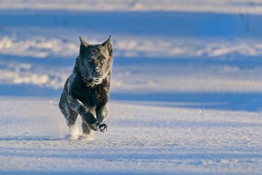 Güzel DDR Alman çoban köpekleri Noel 'den hemen önce, güneşli bir kış gününde İsveç' in Skaraborg kentindeki bir çiftlikte peri masalı gibi karlı bir arazide oynuyorlar..