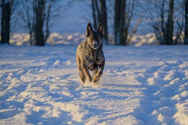 Güzel DDR Alman çoban köpekleri Noel 'den hemen önce, güneşli bir kış gününde İsveç' in Skaraborg kentindeki bir çiftlikte peri masalı gibi karlı bir arazide oynuyorlar..