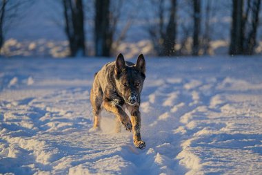 Güzel DDR Alman çoban köpekleri Noel 'den hemen önce, güneşli bir kış gününde İsveç' in Skaraborg kentindeki bir çiftlikte peri masalı gibi karlı bir arazide oynuyorlar..