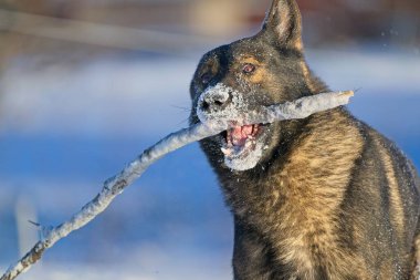 Güzel DDR Alman çoban köpekleri Noel 'den hemen önce, güneşli bir kış gününde İsveç' in Skaraborg kentindeki bir çiftlikte peri masalı gibi karlı bir arazide oynuyorlar..