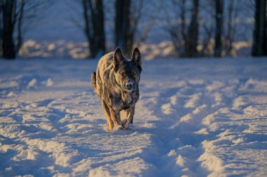 Güzel DDR Alman çoban köpekleri Noel 'den hemen önce, güneşli bir kış gününde İsveç' in Skaraborg kentindeki bir çiftlikte peri masalı gibi karlı bir arazide oynuyorlar..
