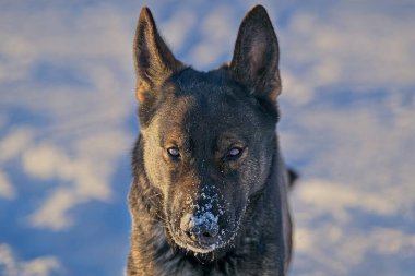 Güzel DDR Alman çoban köpekleri Noel 'den hemen önce, güneşli bir kış gününde İsveç' in Skaraborg kentindeki bir çiftlikte peri masalı gibi karlı bir arazide oynuyorlar..