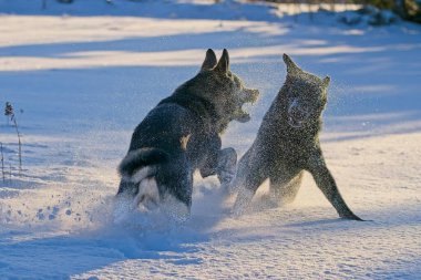 Güzel DDR Alman çoban köpekleri Noel 'den hemen önce, güneşli bir kış gününde İsveç' in Skaraborg kentindeki bir çiftlikte peri masalı gibi karlı bir arazide oynuyorlar..